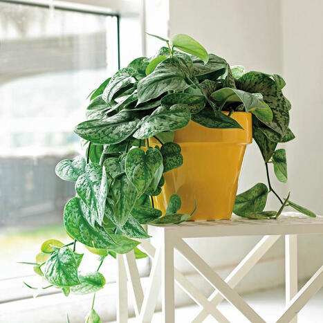 7 Low-Maintenance Indoor Plants that Almost Thrive on Neglect | Best Home Decor  Maintenance Tips & More | Scoop.it