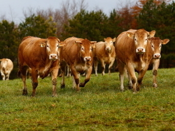 La filière bovine en souffrance | Actualité Bétail | Scoop.it