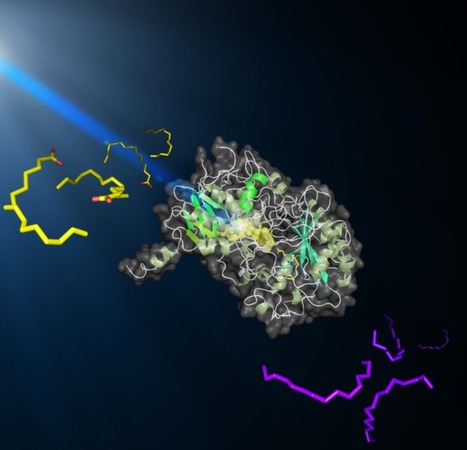 Microalgues : l'enzyme faiseuse d'hydrocarbures | Life Sciences Université Paris-Saclay | Scoop.it