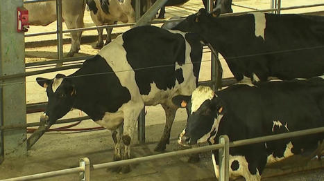 Sécheresse : les ventes de bêtes augmentent au marché aux bestiaux du Cateau-Cambrésis | Actualité Bétail | Scoop.it