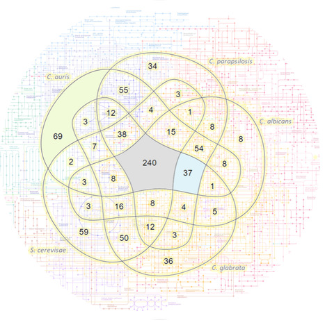 Metabolic modeling and drug target identification in the emerging fungal threat Candida auris | iBB | Scoop.it