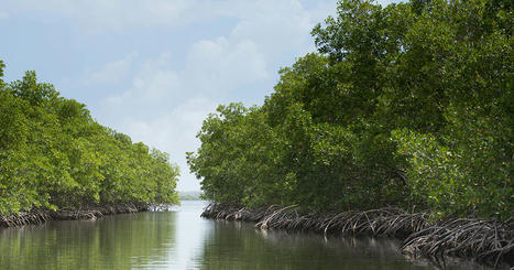 L'Office français de la biodiversité lance un nouvel appel à projets baptisé « Biodiv'éco » pour les territoires d'Outre-mer | Revue Politique Guadeloupe | Scoop.it