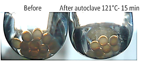 Tunable Polyvinyl alcohol (PVA) Hollow Microspheres | iBB | Scoop.it