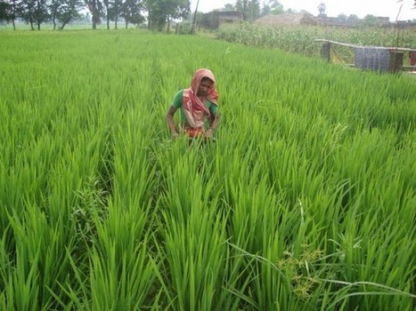 BIHAR, INDIA: How the System of Rice Intensification (SRI) is changing lives in India’s heartland - The Alternative - Sustainability as a way of life | SRI Global News: February - April 2024 **sririce -- System of Rice Intensification | Scoop.it