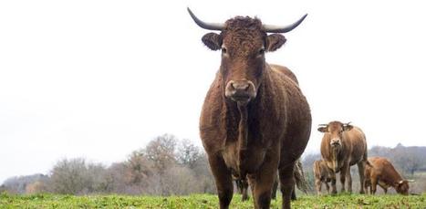 Marchés mondiaux : La Chine ouvre ses frontières à la viande bovine | Actualité Bétail | Scoop.it