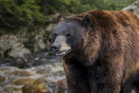 "C'est du clientélisme", une association pro-ours réagit à la décision du gouvernement qui rend possible l'effarouchement de l'ours dans les Pyrénées | Vallées d'Aure & Louron - Pyrénées | Scoop.it