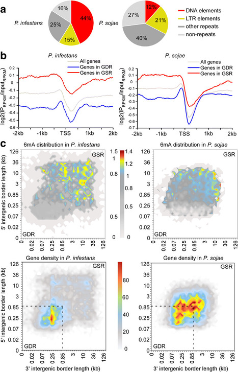 Genome Biology: Phytophthora methylomes are modulated by 6mA methyltransferases and associated with adaptive genome regions (2018) | Plant Pathogenomics | Scoop.it