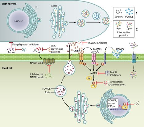 MMBR: The Genomes of Three Uneven Siblings: Footprints of the Lifestyles of Three Trichoderma Species (2018) | Plant Pathogenomics | Scoop.it