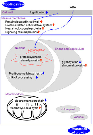 Subcellular Proteomics: Application to Elucidation of Flooding-Response Mechanisms in Soybean | Plant & environmental stress | Scoop.it