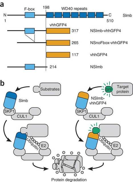 Fluorescent fusion protein knockout mediated by anti-GFP nanobody - Nature Struct. Mol. Biology | Plant Cell Biology and Microscopy | Scoop.it