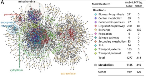 PNAS: Intercellular cooperation in a fungal plant pathogen facilitates host colonization (2019) | Plants and Microbes | Scoop.it