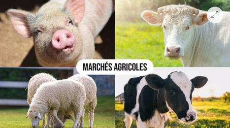 Marchés agricoles. À Châteaubriant, le commerce est difficile | Actualité Bétail | Scoop.it