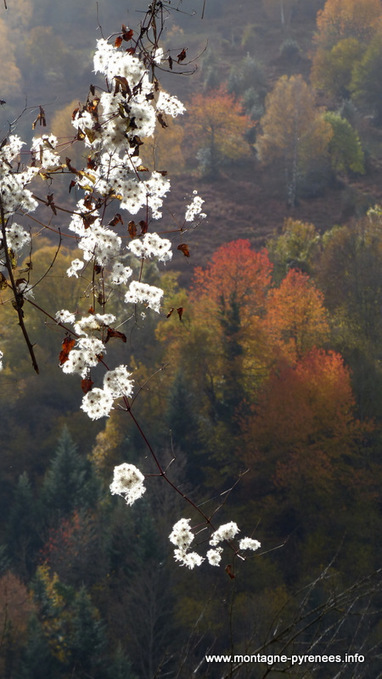 Les feux de l’automne en Aure - Montagne Pyrénées | Vallées d'Aure & Louron - Pyrénées | Scoop.it