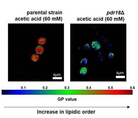 Yeast Response to Acetic Acid Involves Pdr18-mediated Ergosterol Transport at the Membrane | iBB | Scoop.it