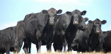 Commerce mondial : L’Argentine prolonge ses restrictions à l’exportation de viande bovine | Actualité Bétail | Scoop.it