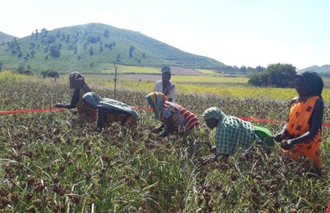 ODISHA, INDIA: Best Method-SMI in Finger Millet Enhances Productivity | SRI Global News: February - April 2024 **sririce -- System of Rice Intensification | Scoop.it