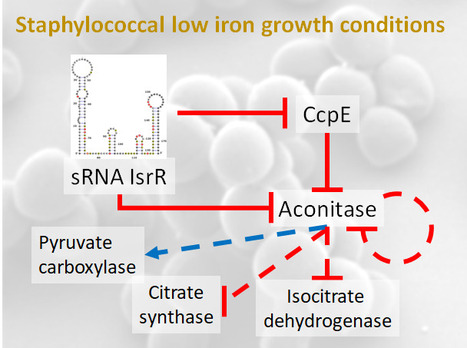Staphylococcus aureus dans la bataille pour le fer : trois régulations post-transcriptionnelles à l'œuvre | Life Sciences Université Paris-Saclay | Scoop.it