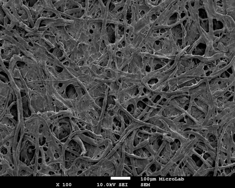 Featured Photo: Microscopic Structure of Chromatographic Paper (100X) | iBB | Scoop.it