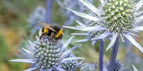 Deux études à grande échelle confirment les dégâts des néonicotinoïdes sur les abeilles | Economie Responsable et Consommation Collaborative | Scoop.it