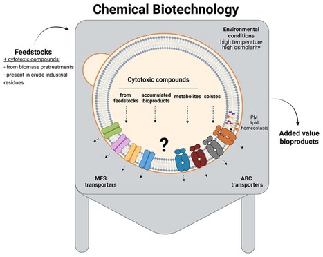 Exploring the Biological Function of Efflux Pumps for the Development of Superior Industrial Yeasts | iBB | Scoop.it