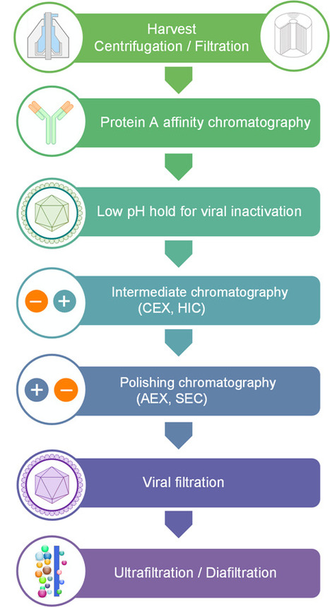 Purification Technologies for Monoclonal Antibodies | iBB | Scoop.it