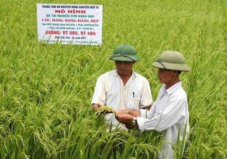 Vietnam: Efficient rice farming to curb emissions - News VietNamNet | SRI Global News: February - April 2024 **sririce -- System of Rice Intensification | Scoop.it