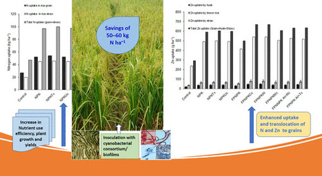 INDIA: Cyanobacterial Inoculation Enhances Nutrient Use Efficiency and Grain Quality of Basmati Rice in the System of Rice Intensification | SRI Global News: February - April 2024 **sririce -- System of Rice Intensification | Scoop.it