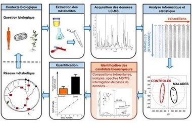 L’analyse métabolomique facilitée par la spectrométrie de masse à très haute résolution | Life Sciences Université Paris-Saclay | Scoop.it