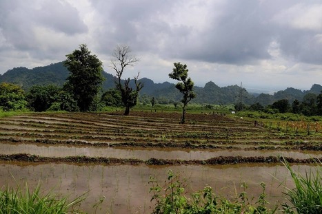 BHUTAN: System of Rice Intensification (SRI) method with Rekhay community | SRI Global News: February - April 2024 **sririce -- System of Rice Intensification | Scoop.it