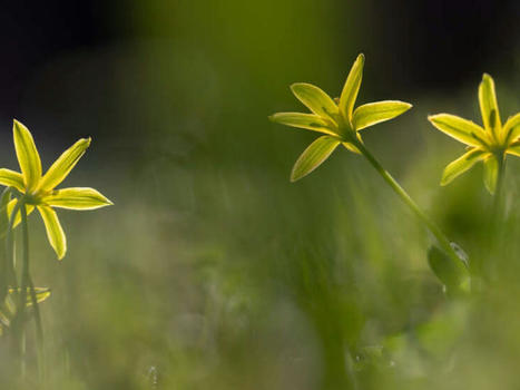 Accélération des Atlas de la biodiversité communale dans le cadre du plan France Relance | Office Français pour la Biodiversité | La SELECTION du Web | CAUE des Vosges - www.caue88.com | Scoop.it