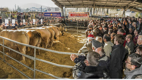 Laissac : les inscriptions sont ouvertes pour le concours des bœufs de Noël | Actualité Bétail | Scoop.it