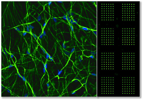 3D Microarray Platform for Toxicology Assays in Neural Development | iBB | Scoop.it