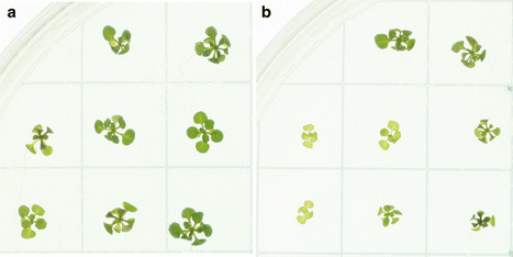 rosettR: protocol and software for seedling area and growth analysis | Plant & environmental stress | Scoop.it