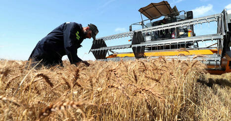 GOLFE : Le Qatar va faire pousser du blé en Algérie | PAYS DU GOLFE | Scoop.it