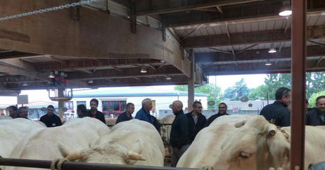 Saint-Christophe-en-Brionnais : le concours de bovins de boucherie retrouve son public | Actualité Bétail | Scoop.it
