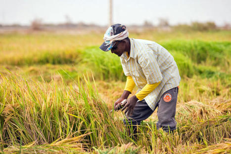 SENEGAL: In Senegal, Rice Intensification Helps Farmers Grow More with Less | SRI Global News: February - April 2024 **sririce -- System of Rice Intensification | Scoop.it