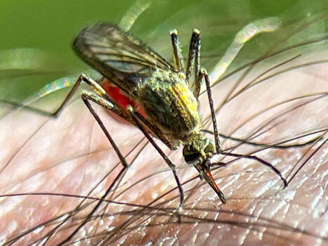 Ces hormones disent aux moustiques quand nous piquer | EntomoNews | Scoop.it