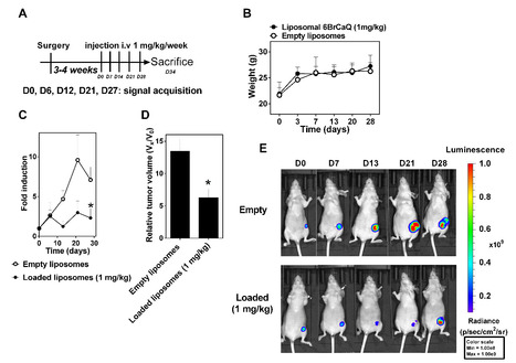 Activité antitumorale de nanoliposomes encapsulant l'analogue de la novobiocine 6BrCaQ dans un modèle de cancer du sein triple négatif chez la souris | Life Sciences Université Paris-Saclay | Scoop.it