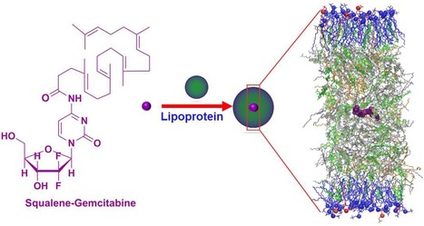 La squalènisation ou comment exploiter les lipoprotéines (LDL, HDL) de la circulation générale pour la vectorisation indirecte de médicaments | Life Sciences Université Paris-Saclay | Scoop.it