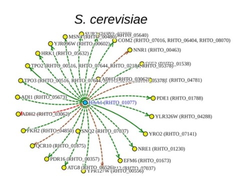 Prediction of the Haa1-regulatory Network in the Oleaginous Yeast Rhodotorula toruloides | iBB | Scoop.it