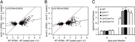 PNAS: Arabidopsis lysin-motif proteins LYM1 LYM3 CERK1 mediate bacterial peptidoglycan sensing and immunity to bacterial infection | Plants and Microbes | Scoop.it