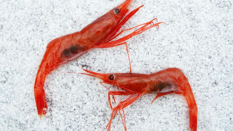 New England's decades-old shrimp fishery, a victim of climate change, to remain closed indefinitely - ABC News | Agents of Behemoth | Scoop.it