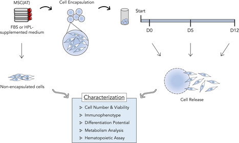 Hypothermic Preservation of Adipose-Derived Mesenchymal Stromal Cells as a Viable Solution for the Storage and Distribution of Cell Therapy Products | iBB | Scoop.it