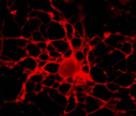 3D Differentiation of Human Oligodendrocyte Precursors from Pluripotent Stem Cells | iBB | Scoop.it