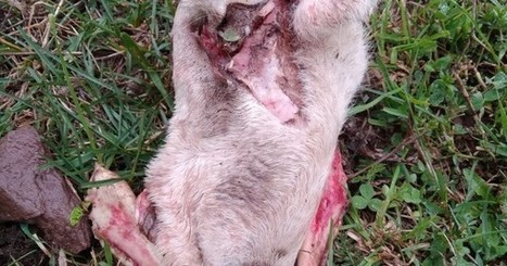 Nouvelle attaque d'ours en vallée de Chistau  | Vallées d'Aure & Louron - Pyrénées | Scoop.it