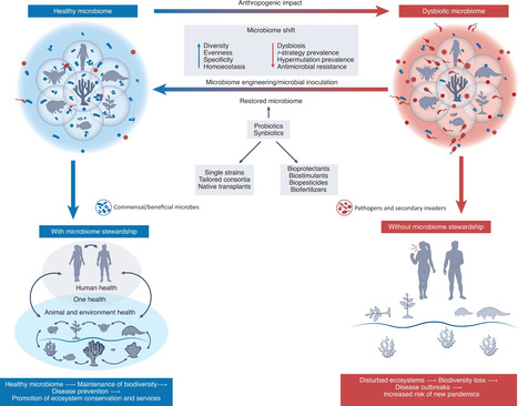 Microbiome manipulation for improved host and ecosystem health | iBB | Scoop.it