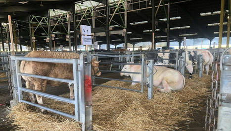 Plus de 300 bovins au concours haute qualité du foirail de Cholet | Actualité Bétail | Scoop.it