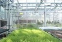 101 ways to try to grow Arabidopsis (Via Purdue University  Horticulture and Landscape Archtecture) | Plant Biology Teaching Resources (Higher Education) | Scoop.it