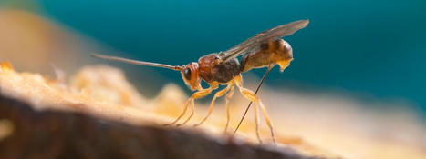 Parasitoid Wasps Use Viruses as Biological Weapons | Design, Science and Technology | Scoop.it