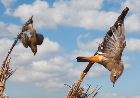 No Safe Haven: Migrating Birds Being Massacred by the Millions Around The World | BIODIVERSITY IS LIFE  – | Scoop.it